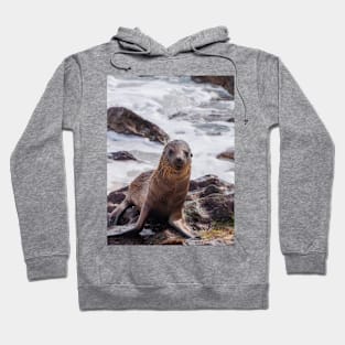 Sea Lion on the Shore Hoodie